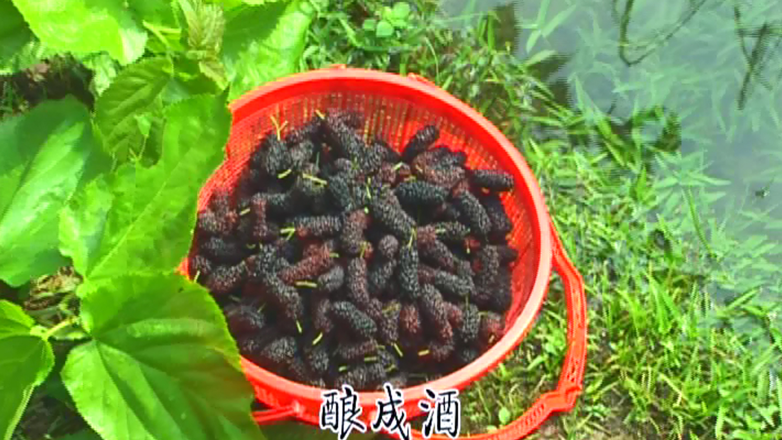 紹興 桑葚鋪成江南畫.jpg