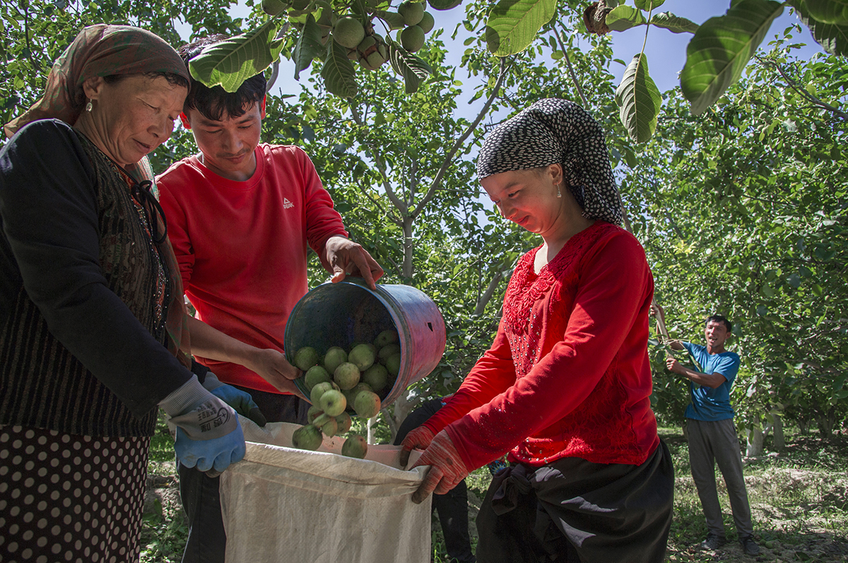 3-08  2017年10月，在由衢州援建烏什縣“一縣一品”核桃示范園里，果農(nóng)迎來豐收。.jpg